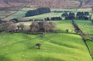 Northern Ireland, County Tyrone, the Sperrins, sheep in farmland