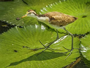 Pura Vida Prints: Northern Jacana (Jacana spinosa) juvenile, Turrialba, Cartago, Costa Rica