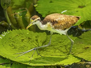 Juvenile Prints: Northern Jacana (Jacana spinosa) juvenile, Turrialba, Cartago, Costa Rica
