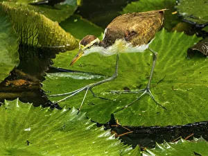 Pura Vida Prints: Northern Jacana (Jacana spinosa) juvenile, Turrialba, Cartago, Costa Rica