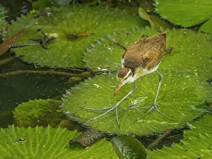 Pura Vida Prints: Northern Jacana (Jacana spinosa) juvenile, Turrialba, Cartago, Costa Rica