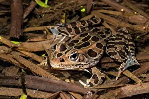 Northern Leopard Frog (Lithobates pipiens), formely Rana pipiens, Thornton, Ontario, Canada