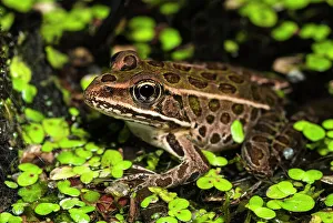 Northern Leopard Frog (Lithobates pipiens), formely Rana pipiens, Thornton, Ontario, Canada