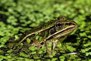 Northern Leopard Frog (Lithobates pipiens), formely Rana pipiens, Thornton, Ontario, Canada