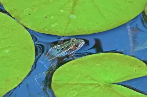 Northern leopard frog (Lithobates pipiens) on lily pad in garden pond. Brandon, Manitoba, Canada