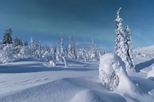 Northern lights on forest covered with snow, Pallas-Yllastunturi National Park, Muonio