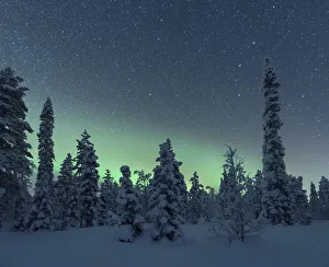 Finnish Gallery: Northern lights over the frozen trees of Lapland in winter, Akaslompolo