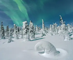 Fir Tree Prints: Northern Lights in the night sky over ice sculptures wrapped in snow, Lapland, Finland