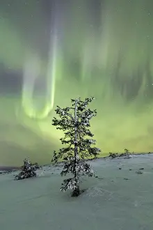 Northern lights and starry sky on the snowy landscape and the frozen trees Levi Sirkka