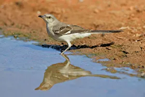 Seasonal Resident Prints: Northern Mockingbird (Mimus polyglottos), Rio Grande City, Texas, USA
