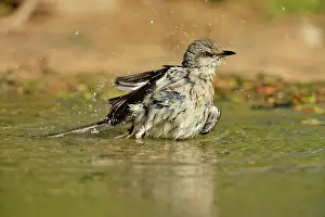 Seasonal Resident Prints: Northern Mockingbird (Mimus polyglottos) wading and bathing, Rio Grande City, Texas, USA