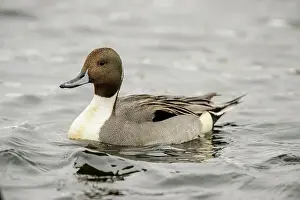 Open Water Prints: Northern pintail (Anas acuta) Drake winter visitor, Greater Sudbury, Ontario, Canada