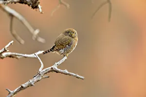 Winter Ranges Prints: Northern pygmy owl (Glaucidium gnoma)