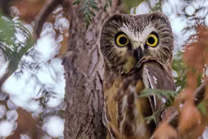 Toronto Prints: Northern Saw-whet Owl (Aegolius acadicus), Toronto, Ontario, Canada