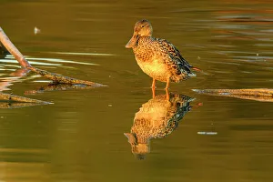 Females Prints: Northern shoveler (Anas clypeata), Estero Llano Grande State Park, Weslaco, Texas, USA