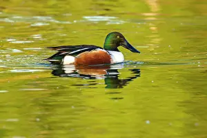 Ponds Prints: Northern shoveler (Anas clypeata) Drake swimming in pond