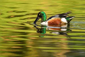 Ponds Prints: Northern shoveler (Anas clypeata) Drake swimming in pond