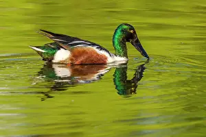 Ponds Prints: Northern shoveler (Anas clypeata) Drake swimming in pond