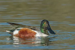 Duck Prints: Northern Shoveler (Spatula clypeata) drake, Toronto, Ontario, Canada
