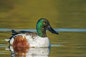 Duck Prints: Northern Shoveler (Spatula clypeata) drake, Toronto, Ontario, Canada