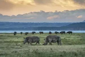 Rift Valley Prints: northern white rhinoceros or northern square-lipped rhinoceros (Ceratotherium simum