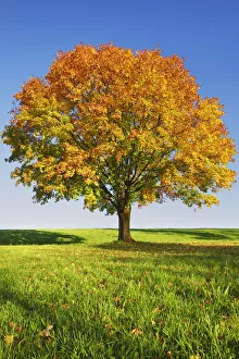 Farm Land Prints: Norway maple in autumn colours - Germany, Bavaria, Upper Bavaria, Bad Tolz-Wolfratshausen