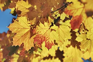 Acer Platanoides Gallery: Norway maple autumn leaves - Germany, Bavaria, Upper Bavaria, Starnberg, Berg, Hohenrain