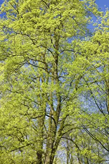 Acer Gallery: Norway maple in bloom - Germany, Bavaria, Upper Bavaria, Munich, Englischer Garten