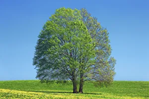 Farm Land Prints: Norway maple on dandelion meadow - Germany, Bavaria, Upper Bavaria, Weilheim-Schongau
