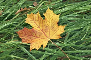 Acer Platanoides Gallery: Norway maple leaf in grass - Germany, Bavaria, Upper Bavaria, Munich, Taufkirchen