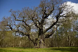Nottinghamshire, UK. The Ancient Major Oak in sherwood forest was the alleged hiding