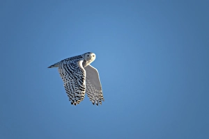 Owls Prints: A nowy owl in flight against a blue sky oon Wolf Island, Ontario, Canada