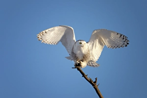 Owls Prints: A nowy owl in flight against a blue sky oon Wolf Island, Ontario, Canada