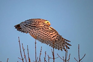 Owls Prints: A nowy owl in flight against a blue sky oon Wolf Island, Ontario