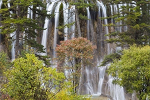 Images Dated 18th October 2013: Nuorilang Waterfall. Jiuzhaigou National Park, Sichuan Province. China