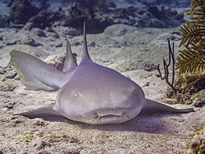 Tropical Fish Prints: Nurse Shark (Ginglymostoma cirratum), Grand Cayman, Cayman Islands, British West Indies