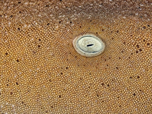Tropical Fish Prints: Nurse Shark (Ginglymostoma cirratum), Grand Cayman, Cayman Islands, British West Indies