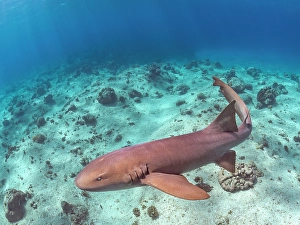 Fishes Prints: Nurse Shark (Ginglymostoma cirratum), Grand Cayman, Cayman Islands, British West Indies