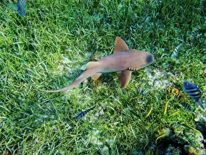 Snorkel Prints: Nurse shark (Ginglymostoma cirratum) seen during the Palancar Gardens