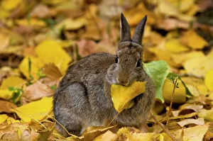 Looking At Camera Prints: Nuttall's Cottontail, Sylvilagus nuttallii