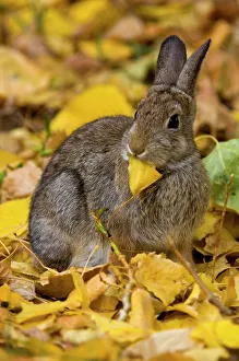 Hares Rabbits Prints: Nuttall's Cottontail, Sylvilagus nuttallii