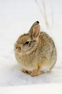 Great Plains Prints: Nuttall's Cottontail (Sylvilagus nuttallii) in winter habitat
