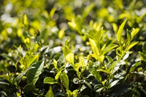 Harvesting Prints: Nuwara Eliya, Central Province, Sri Lanka, Asia