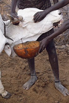 Tribal Custom Prints: A Nyangatom boy catches blood from the artery of a cow in a gourd