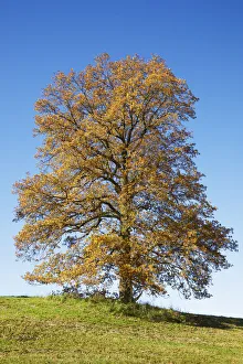 Birch Prints: Oak in autumn colours - Germany, Bavaria, Upper Bavaria, Garmisch-Partenkirchen