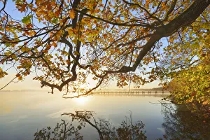 Back Light Prints: Oak in autumn colours at lake - Germany, Bavaria, Upper Bavaria, Starnberg