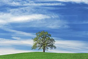 Farm Land Prints: Oak and cirrus clouds - Germany, Bavaria, Upper Bavaria, Bad Tolz-Wolfratshausen