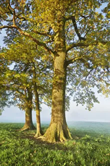 Weilheim Schongau Prints: Oak in fog - Germany, Bavaria, Upper Bavaria, Weilheim-Schongau, Obersochering