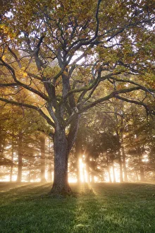Oak forest in fog - Germany, Bavaria, Upper Bavaria, Weilheim-Schongau, Obersochering