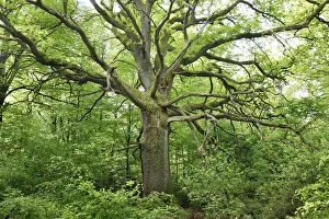 Oak - Germany, Hessia, Kassel, Hofgeismar, Urwald Sababurg - Reinhardswald